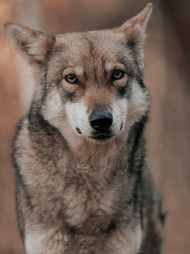 As 10 raças de cães que parecem lobos Meu Valor Digital Notícias