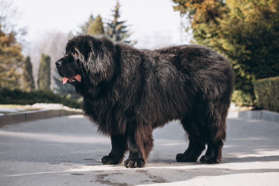 Os 10 cães mais bizarros do mundo