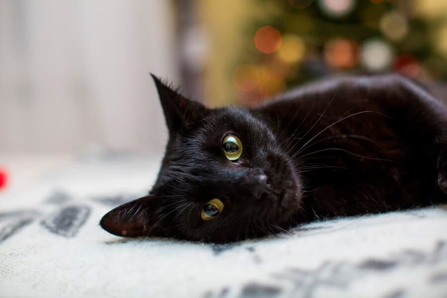 Além do gato preto: outras cores dos felinos têm significados espirituais -  31/08/2022 - UOL Universa