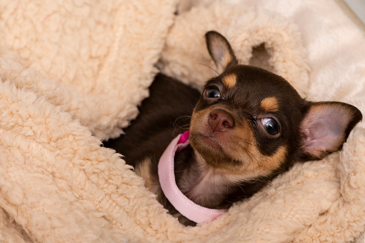 Ra As De Cachorros Ideais Para Quem Mora Em Apartamento Meu Valor