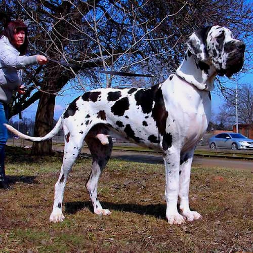 Maior Cachorro do Mundo