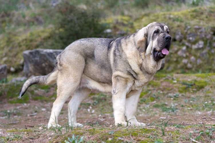 As 10 maiores raças de cachorro do mundo - Meu Valor Digital - Notícias  atualizadas