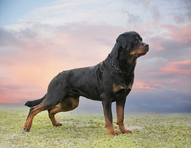 10 raças de cachorro com a mordida mais forte do mundo - Meu Valor