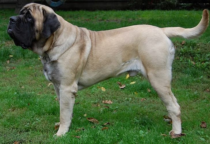 Conheça os 10 cães com as mordidas mais fortes do mundo, Comportamento