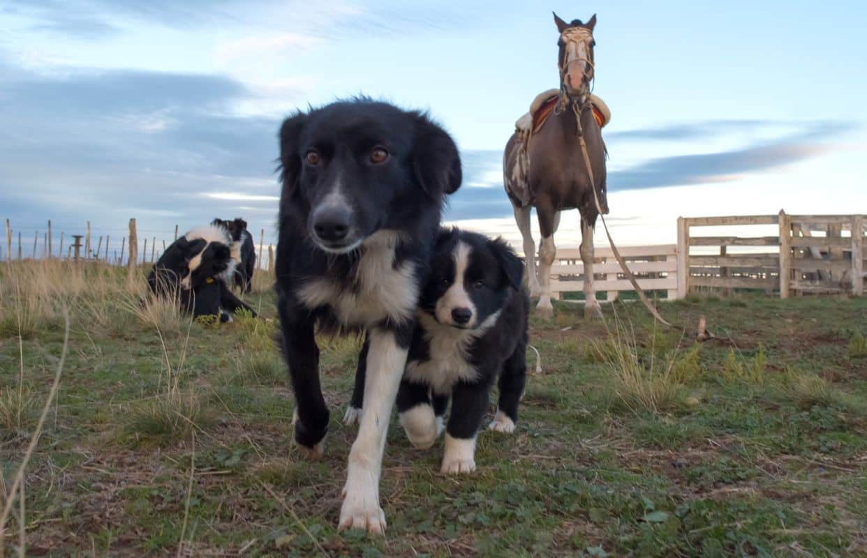 10 raças de cães ideais para fazendas – Meu Valor Digital