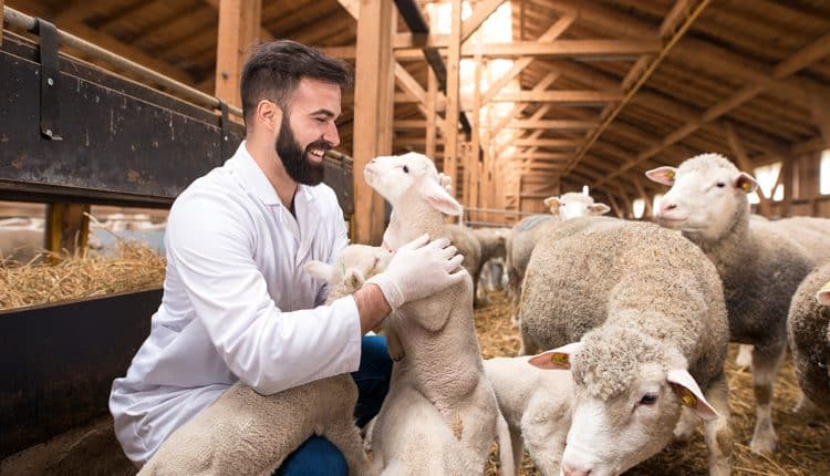 Profissões para quem ama animais