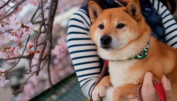 As 7 raças de cães japonesas que todo mundo ama