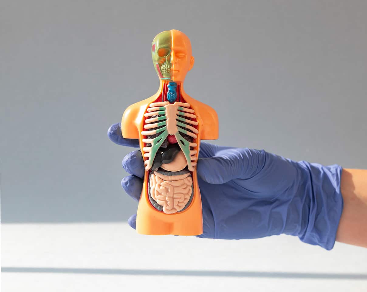 7 organs in our bodies that we no longer need – Meu Valor Digital