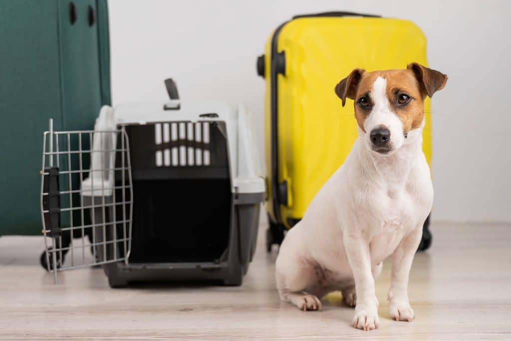 Se você está pensando em viajar com seu pet para os EUA é importante conhecer a nova lei para entrada de animais por lá.