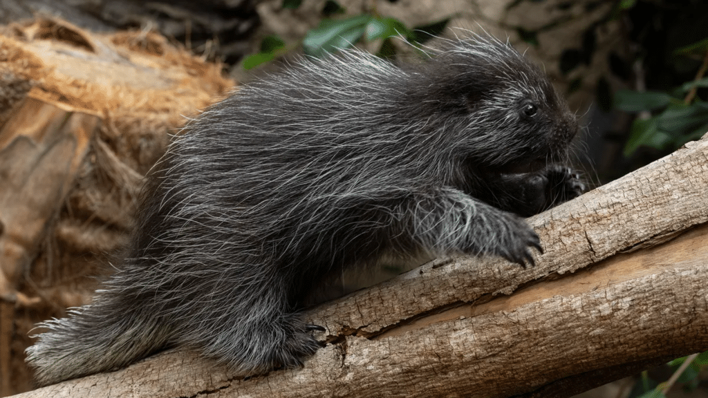 Confira as imagens de um proco-espinho bebê muito fofo e simpático.