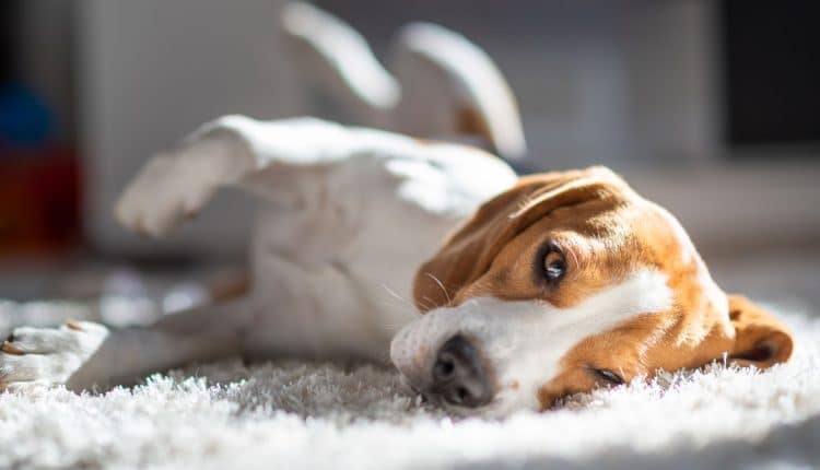 Mora em apartamento é que ter um companheiro de 4 patas para melhorar a sua vida? Veja quais são as raças de cachorro mais indicadas no seu caso.