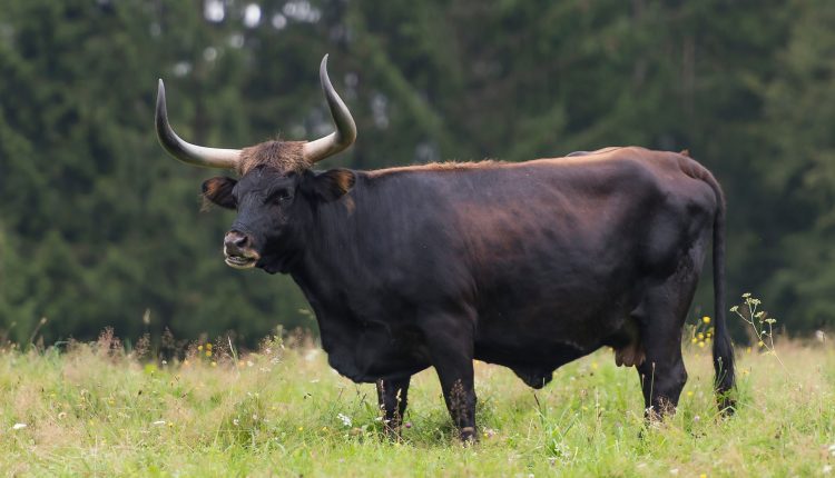 Reintrodução de vacas gigantes na Escócia Tauros chegarão em breve ao Reino Unido