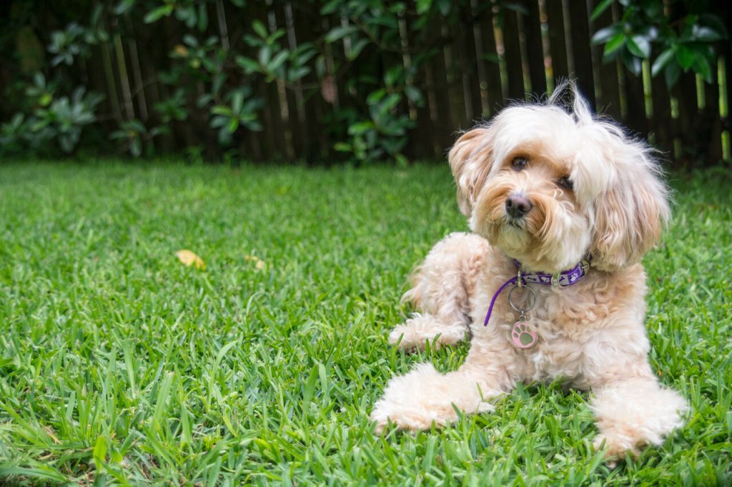 cavoodle