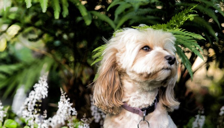 Cavoodle: Nova raça de cachorro gera preocupações entre especialistas. Entenda os riscos genéticos