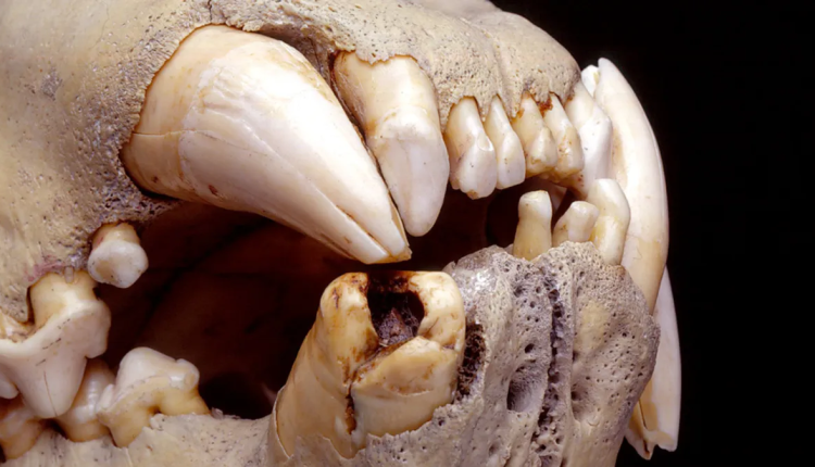 Estudiosos analisaram DNA dos dentes de leão que aterrorizava pessoas no passado para entender melhor o seu comportamento confira o resultado disso.