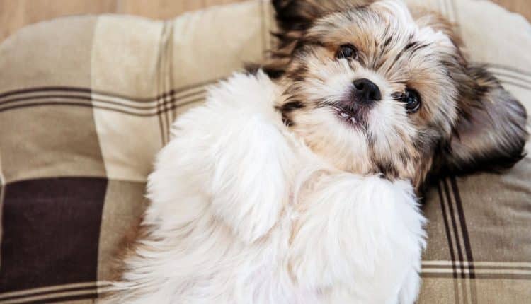 Racas de cães populares