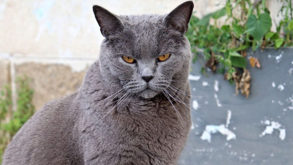 Chartreux