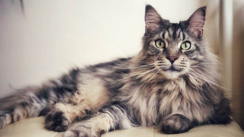 Maine Coon