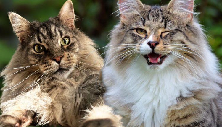 Raças de gato