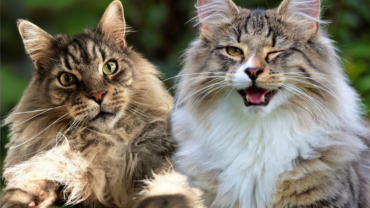 Raças de gato