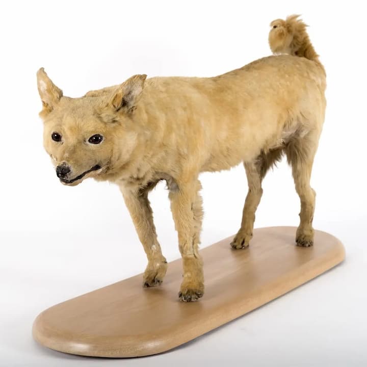 Kuri dog