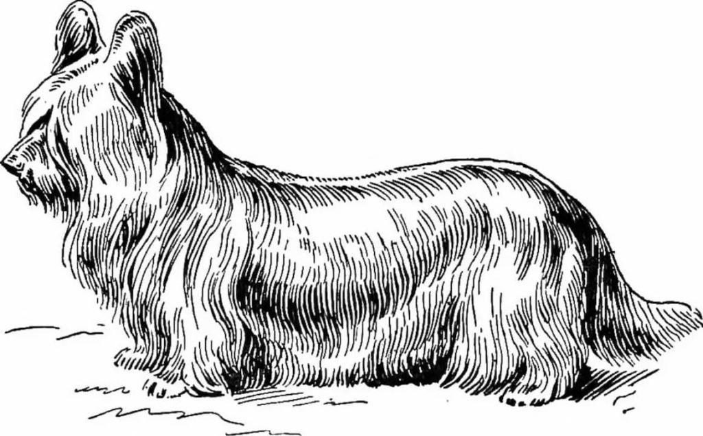 Paisley Terrier