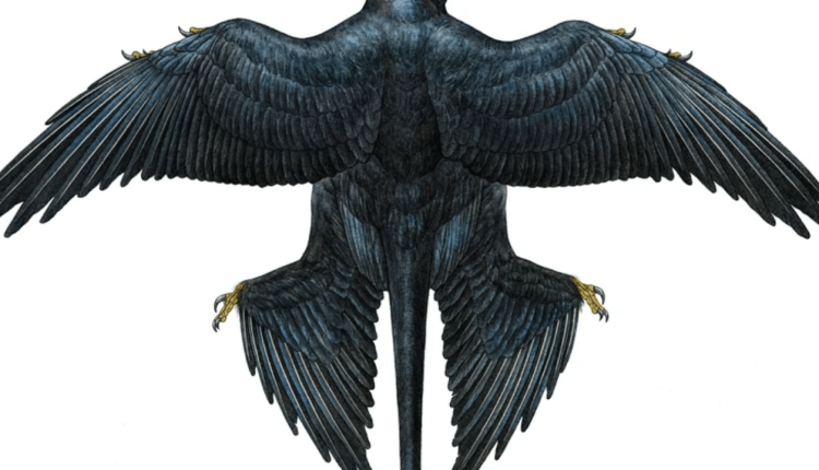 Uma nova especie de dinossauro com quatro asas acaba de ser identificada por paleontologos na China