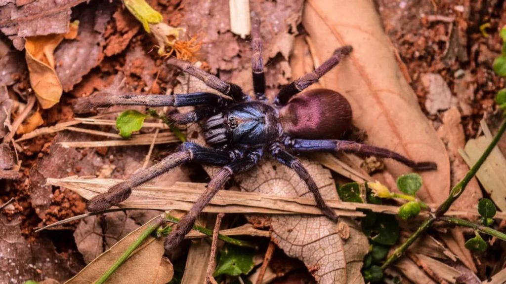 aranha arco íris indiana